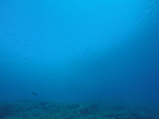 undersea view in ishigaki japan