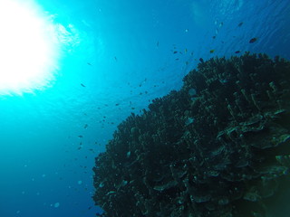 undersea view in ishigaki japan