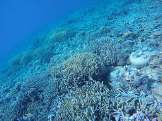 undersea view in ishigaki japan