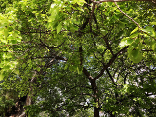 Green trees in the city surroundings. summer time day