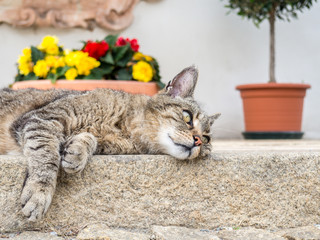 Wildkatze beim Träumen