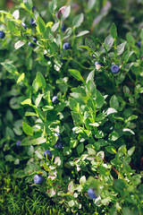 Shrubs of blueberries in the forest in the sun