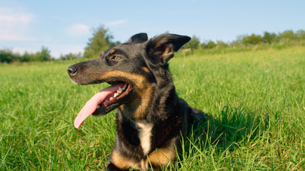 PORTRAIT: Happy border collie pants and looks around the sunny summer nature