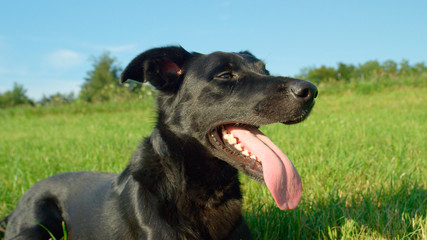 PORTRAIT: Obedient black puppy lying still in the middle of a grassy field.