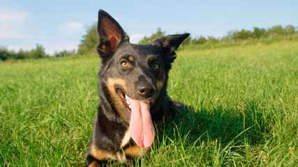 PORTRAIT: Joyful black and brown border collie cooling off in the cold grass.
