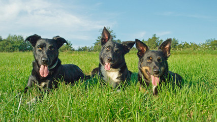 PORTRAIT: Cute border collie puppies lie obediently in a sunny grassland.