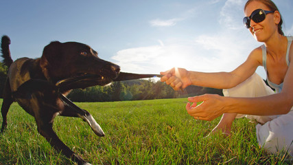 CLOSE UP: Energetic dog tries to rip a destroyed frisbee out of owner's hand.
