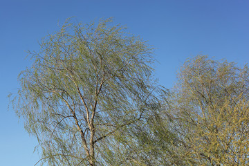 Green tree over the blue sky