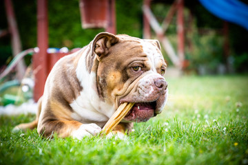 the old english bulldog lies in the grass, on the playground and takes care of the children, chews on rind skin