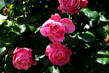 rosa Rose im Aufblühen, romantische Hochstamm Rose