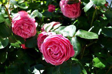 rosa Rose im Aufblühen, romantische Hochstamm Rose