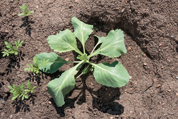 Young cabbage growing in the ground