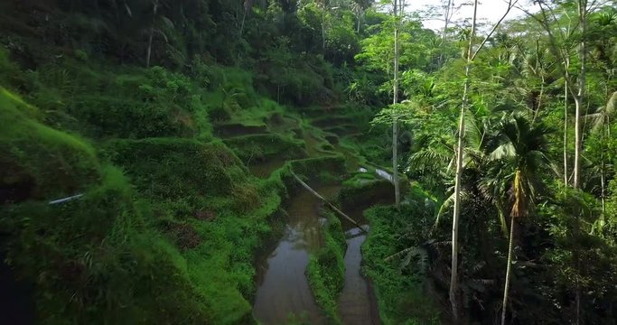 Hillside with rice farming. World's most beautiful landscapes in nature. Typical Asian green cascade rice field terraces paddies. Ubud. Bali. Indonesia. Same as Guillin. China. Drone aerial view.