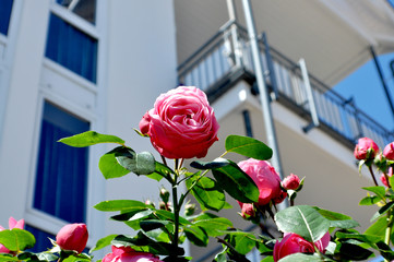 rosa Rose im Aufblühen, romantische Hochstamm Rose