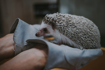 Little hedgehog portrait © oneinchpunch