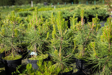 Seedlings Of Pine -Tree (Pinus Sylvestris) With Young Shoots In Pots.