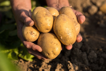 Harvesting Potatoes. Fresh Yellow Potatoes On Hands Of Gardener On Potato Field In Sunny Day In Summer Close Up.