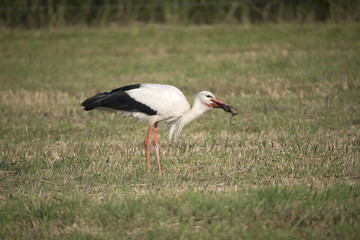 White stork eat water vole in the Netherlands