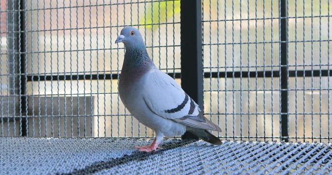 homing pigeon in speed racing bird loft
