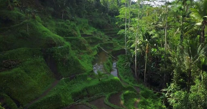 Hillside with rice farming. World's most beautiful landscapes in nature. Typical Asian green cascade rice field terraces paddies. Ubud. Bali. Indonesia. Same as Guillin. China. Drone aerial view.