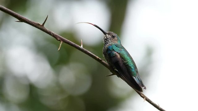 White-necked jacobin bird in its natural habitat in the forest.  Known as the great Jacobin or collared hummingbird, is a large hummingbird from the Caribbean Sea. Exuberant tropical animal species.