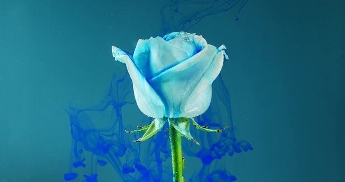 Colorful drop falling on a beautiful white rose against blue background.