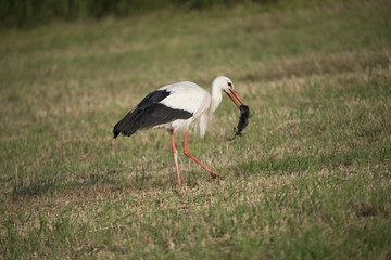 white stork eat a dead water vole