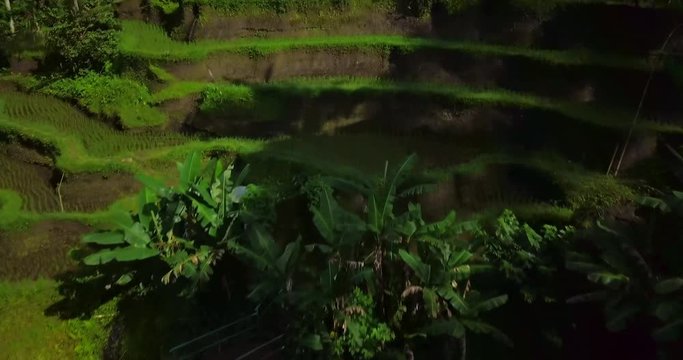 Hillside with rice farming. World's most beautiful mountains landscapes shape in nature. Typical Asian green cascade rice field terraces paddies. Ubud. Bali. Indonesia. Same as Guillin. China.