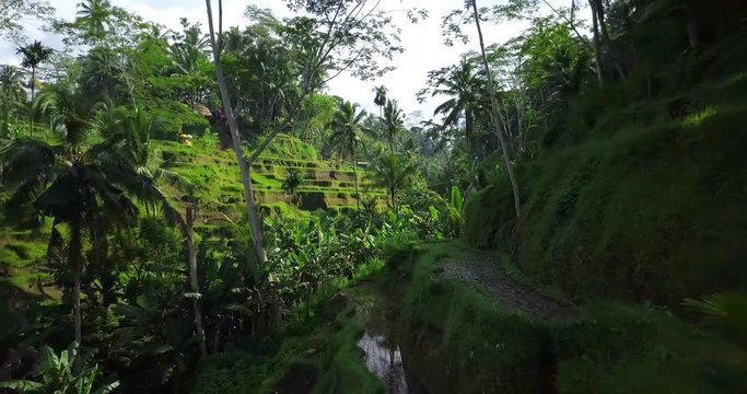 Hillside with rice farming. World's most beautiful mountains landscapes shape in nature. Typical Asian green cascade rice field terraces paddies. Ubud. Bali. Indonesia. Same as Guillin. China.