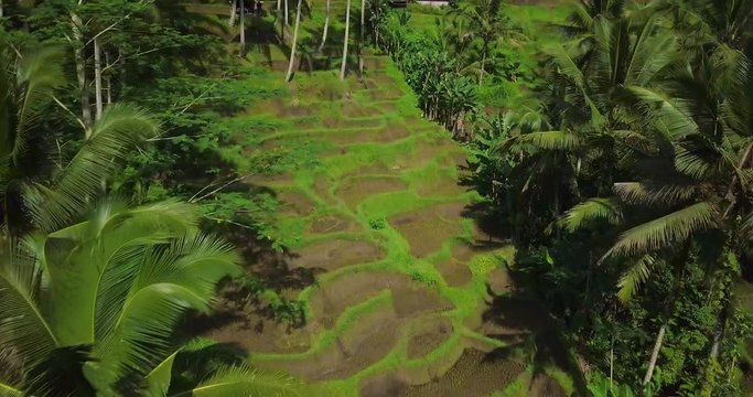 Hillside with rice farming. World's most beautiful mountains landscapes shape in nature. Typical Asian green cascade rice field terraces paddies. Ubud. Bali. Indonesia. Same as Guillin. China.