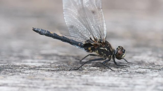 Kleine Moosjungfer - Leucorrhinia dubia in einer Makroaufnahme - Libelle hebt ihr Hinterteil