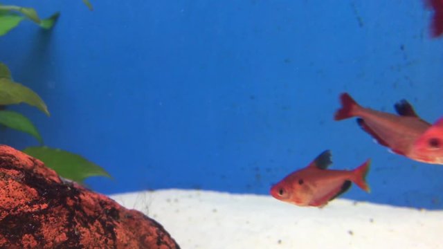 Blutsalmler im Aquarium