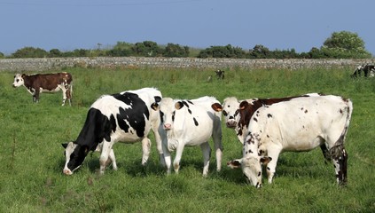 vaches normandes dans le Cotentin, Manche, Normandie