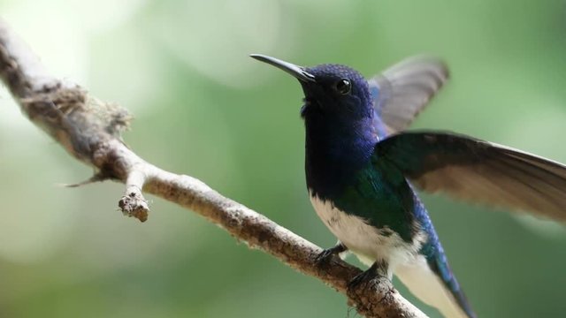 White-necked jacobin bird perching on a branch slow motion.  Known as the great Jacobin or collared hummingbird, is a large hummingbird from the Caribbean Sea. Exuberant tropical animal species.
