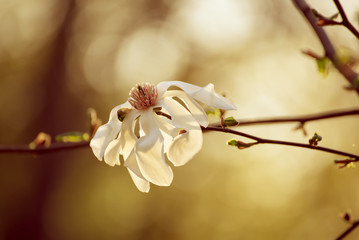 Blossoming of magnolia white flower in spring time at sunset, retro vintage hipster image