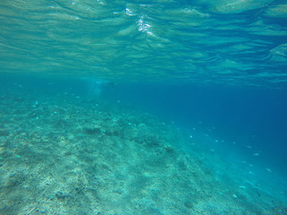 undersea view japan zamami