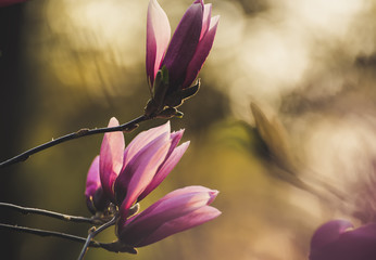 Blossoming of pink magnolia flowers in spring time, floral natural background