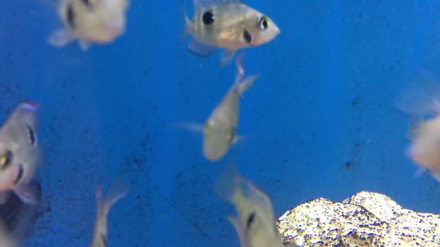 Barsche im Aquarium 