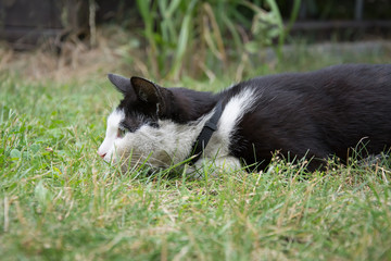 Naklejka na ściany i meble Young, playful black and white cat with a black collar lying in grass, hunting something