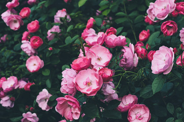 Obraz na płótnie Canvas Garden with fresh pink roses, floral natural hipster vintage background