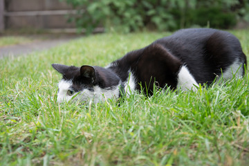Young, playful black and white cat with a black collar lying in grass, hunting something, lurking