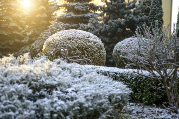 Green bushes in the park are covered with frost