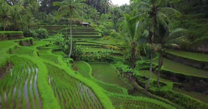 Beautiful young lady in yellow dress and straw hat. Girl walk at typical Asian hillside with rice farming. Mountain shape green cascade rice field paddies. Ubud. Bali. Indonesia. Aerial drone view.