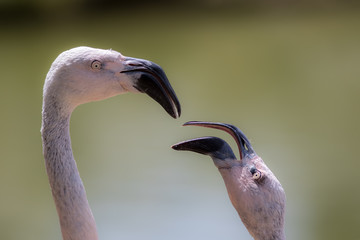 Hen-pecked husband. Male flamingo bird being nagged.