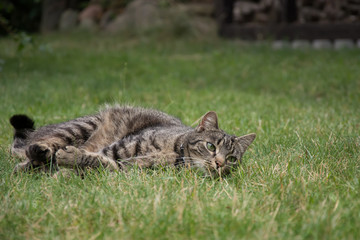 Striped, grey tabby cat lying in grass, watching something