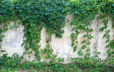 Green ivy covered wall as background image