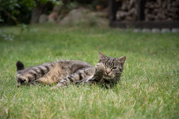 Striped, grey tabby cat lying in grass, looking in the camera, her one paw up