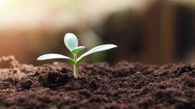 young crassula plant money tree growing in soil. dolly shot