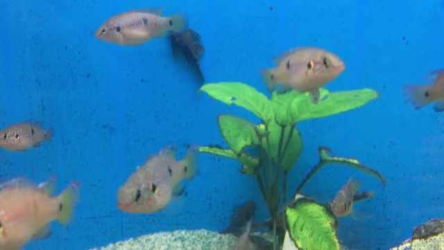 Aquariumfische, Fische im Aquarium