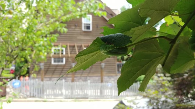 tiger swallowtail butterfly larva